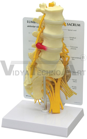 5-Pc. Lumbar Vertebrae with Sacrum